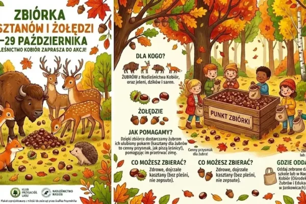 Szkoła Podstawowa nr 36 w Tychach organizuje zbiórkę kasztanów i żołędzi dla leśnych zwierząt